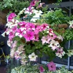 花屋の店先の吊り花-ペチュニア