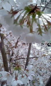 駅の窓辺の桜